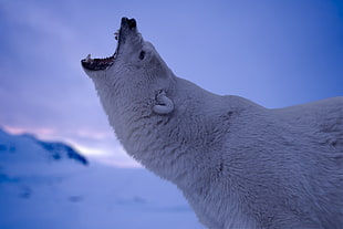 Polar bear roar photo