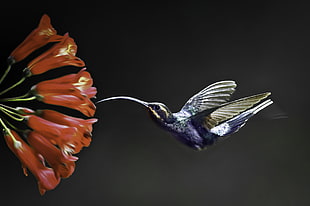 shallow focus of humming bird and red flower, violet sabrewing