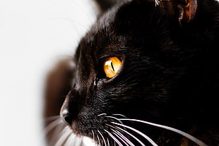 shallow focus of black cat HD wallpaper