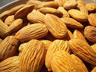 close up photography of almond HD wallpaper