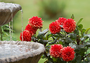 red flower bouquet with green leaf plant beside water fountain
