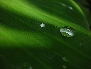 shallow focus leaf water HD wallpaper
