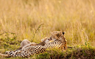Cheetah and cab lying on ground HD wallpaper