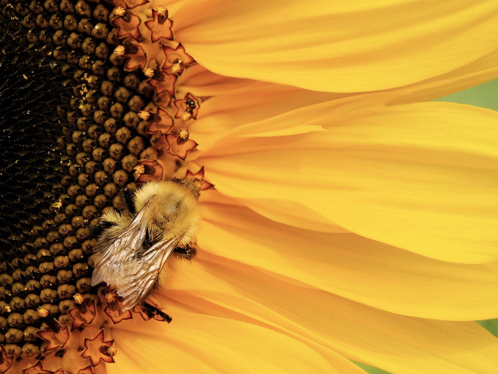 Carpenter bee perched on yellow sunglower HD wallpaper
