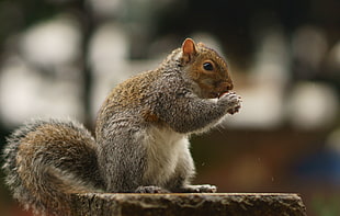 selective focus photography of squirrel eating wallnut