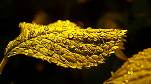 green leaf, nature, water drops, plants, sheet