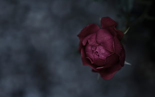 close up photo of red rose