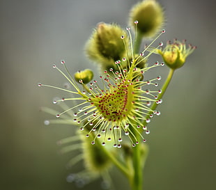 green and red Venus Fly Trap flower macro photography