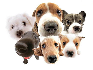 several short-coated puppies HD wallpaper