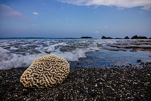 white coral reefs on seashore during daytime