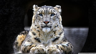 brown leopard, snow leopards, big cats, animals, leopard (animal)