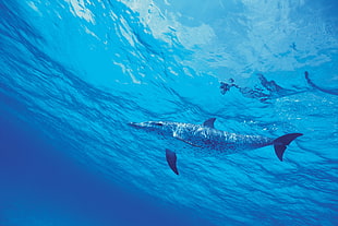 whale swimming underwater HD wallpaper