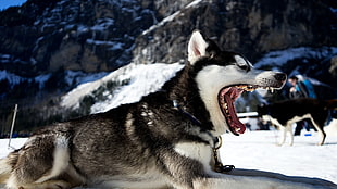 white and black wolf, Siberian Husky , wolf, animals, landscape HD wallpaper