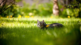 depth of field photography of brown Tabby cat lying down in green grass field