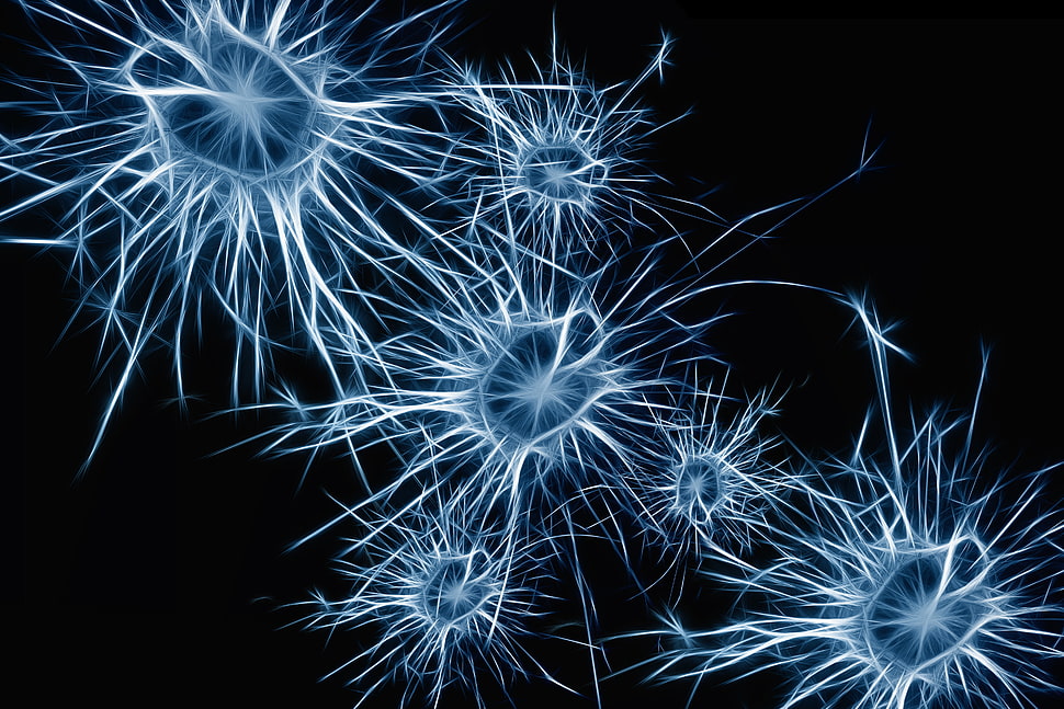 Neurons,  Cell,  Structure HD wallpaper