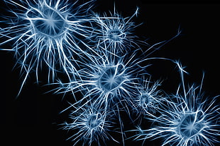 Neurons,  Cell,  Structure HD wallpaper