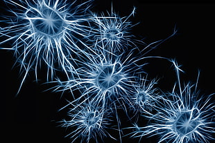 Neurons,  Cell,  Structure HD wallpaper