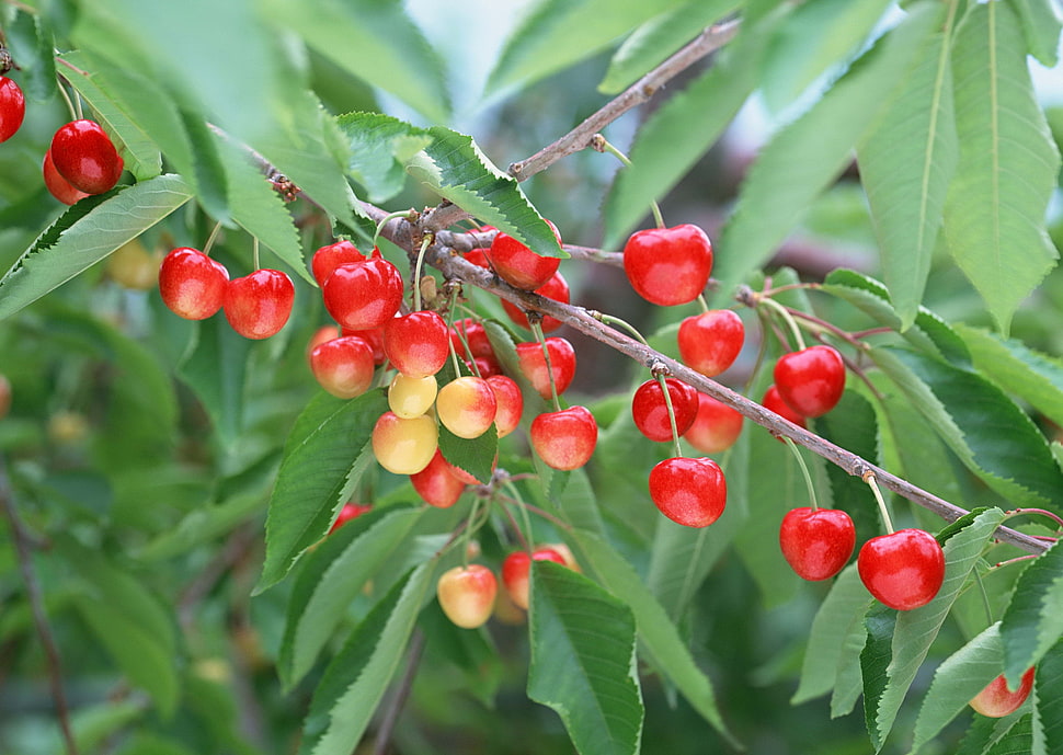 red cherries on stem at daytime HD wallpaper