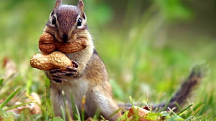brown and gray Squirrel