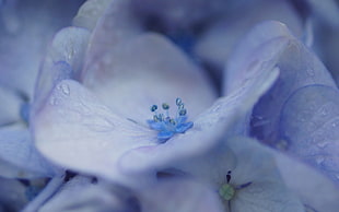 purple Hydrangea flowers with dewdrops
