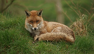 red fox prone lying on grass