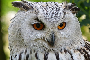 white and brown owl HD wallpaper