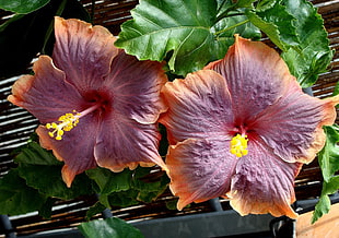 two orange-and-purple hibiscus flowers closeup photo