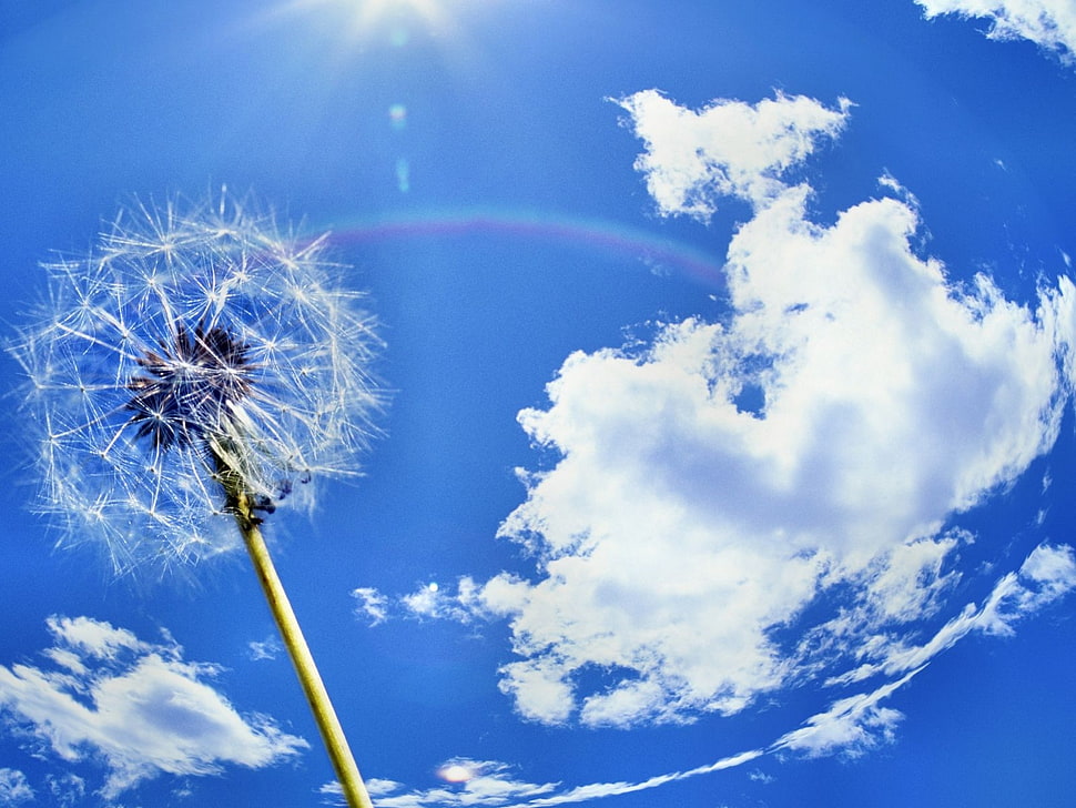 white Dandelion flower under white cloud blue sky HD wallpaper