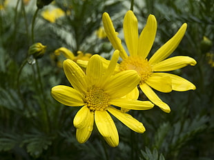closeup photography of two yellow petaled flowers, senecios