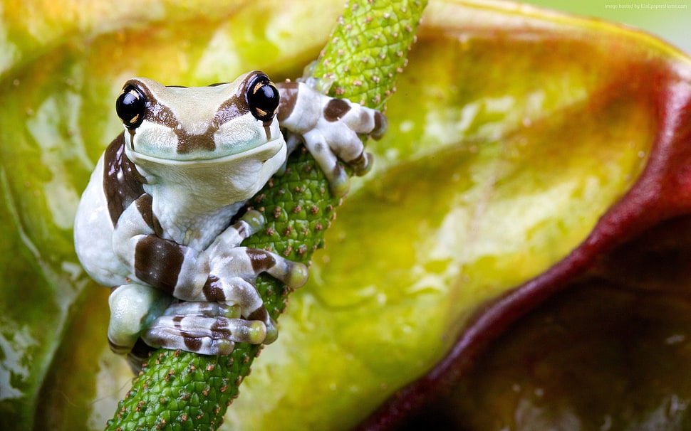white and brown frog perching on the branch HD wallpaper