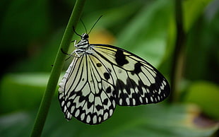 close up photo of a Paper Kite Butterfly on green plant stem