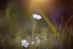 white Daisy flower in bloom at daytime HD wallpaper