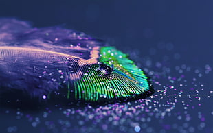 dew on green and purple leaf