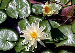white water lily flower in closeup photo