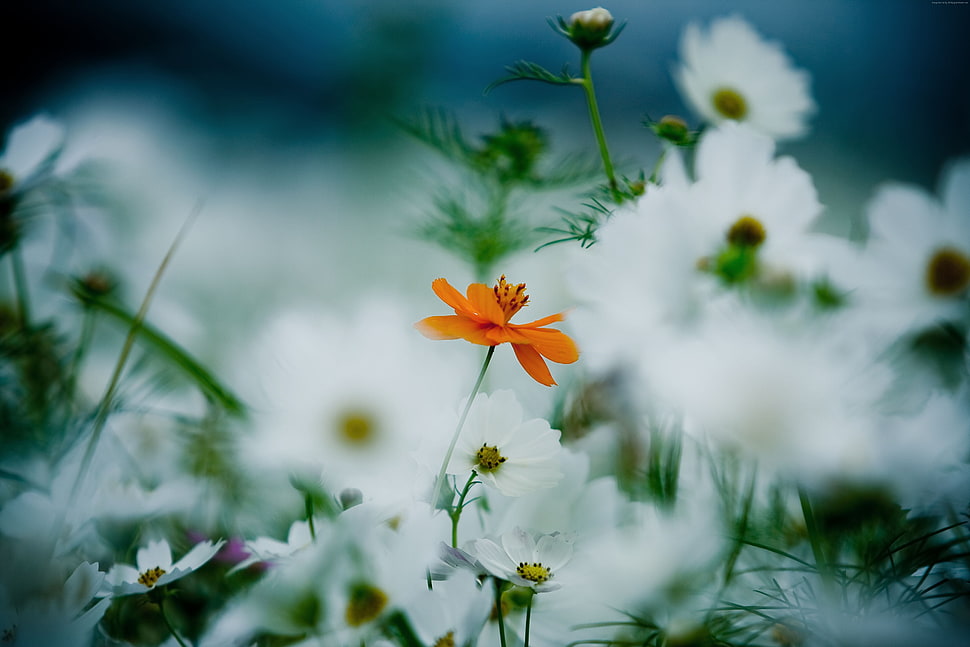 white and orange daisies flowers selective-focus photo HD wallpaper
