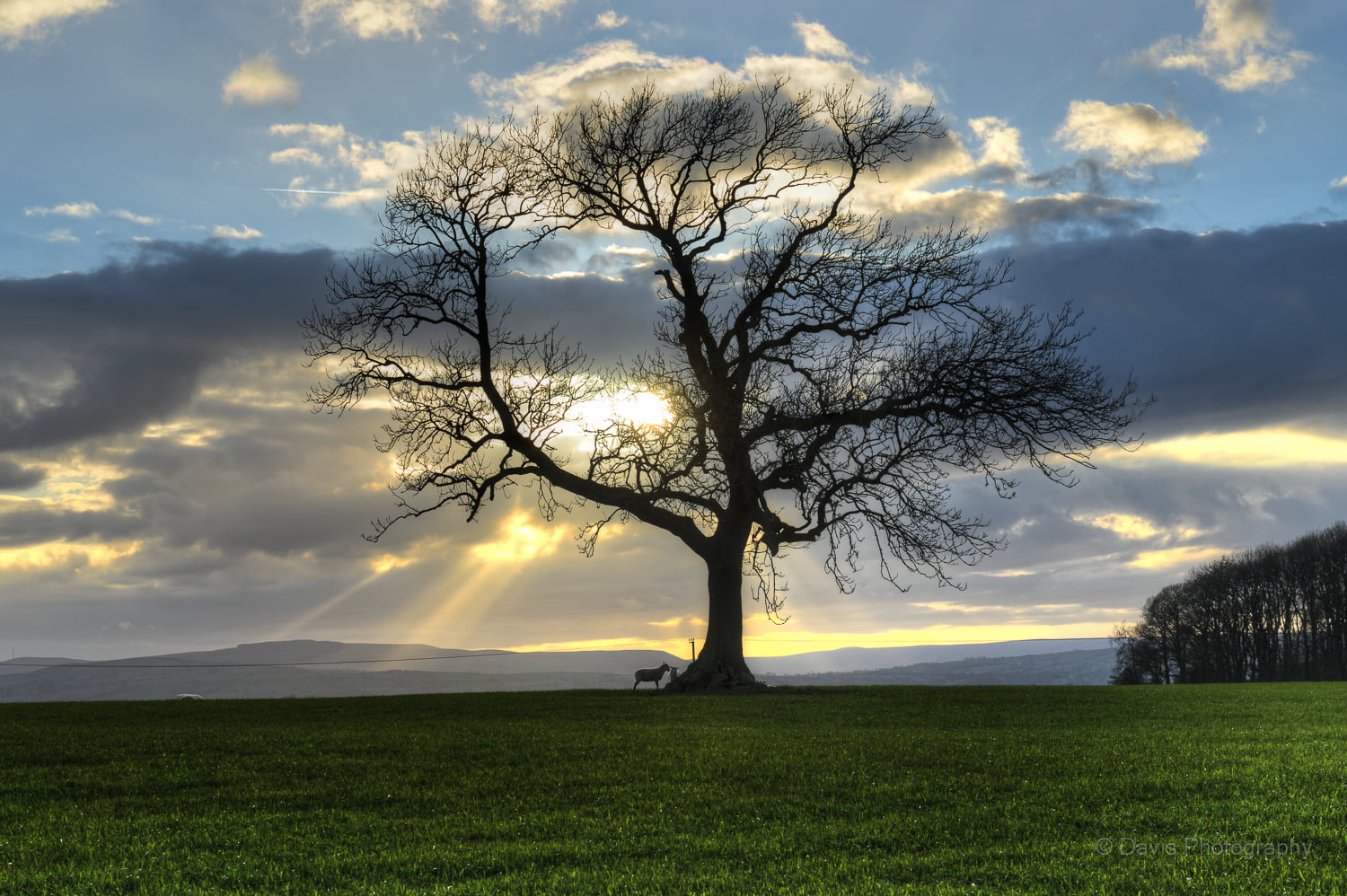 silhouette of tree with animal on green grass field with sun rays during daytime