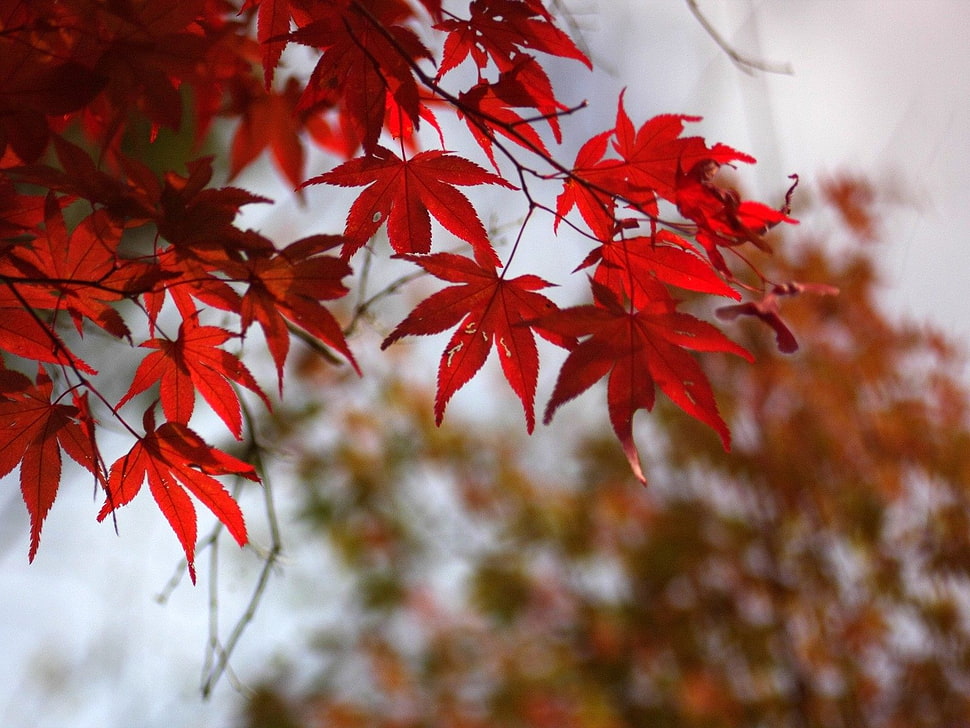 red maple leaf tree HD wallpaper