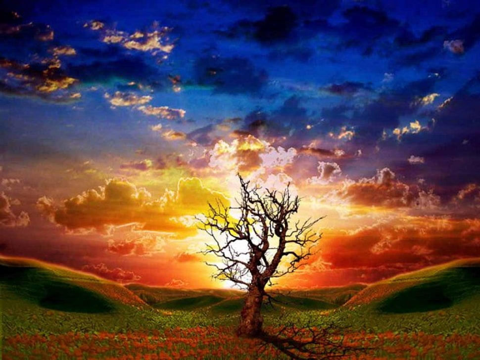 brown withered tree under cloudy blue sky HD wallpaper