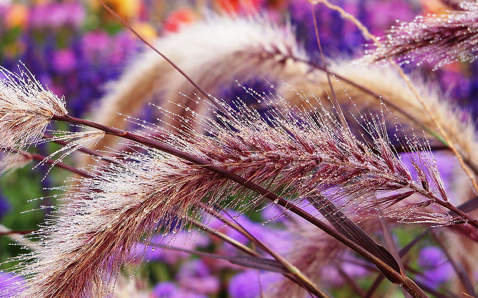 purple leaf HD wallpaper