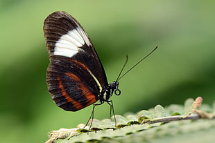 black and white butterfly perching on green fern