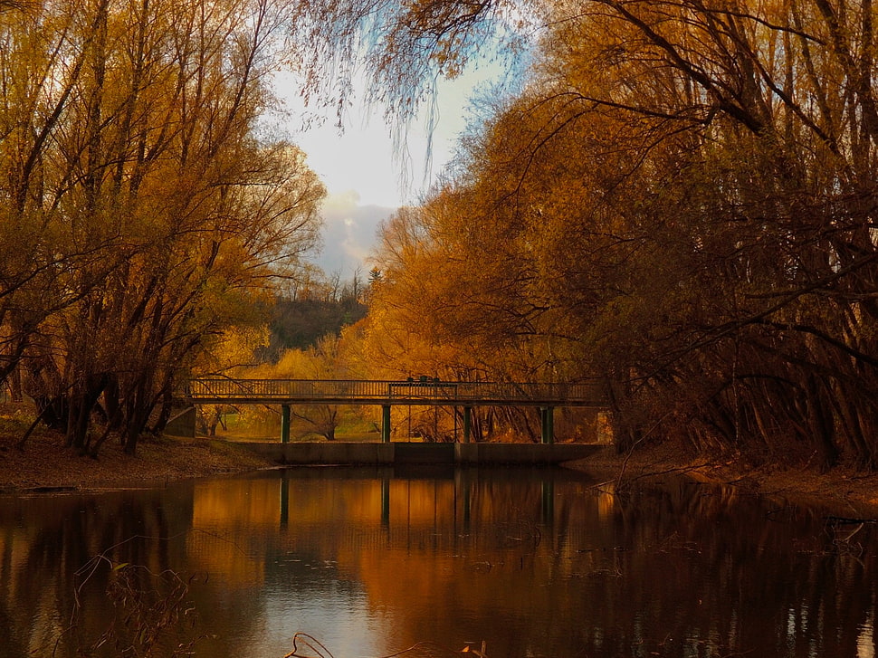 brown leafed trees, nature, forest, bridge, red HD wallpaper