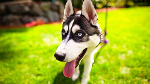 white and black Siberian Husky, dog, Siberian Husky , animals, closeup HD wallpaper