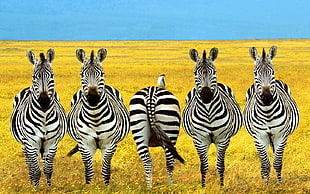 five zebras, photo manipulation HD wallpaper