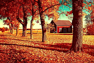 red leafed tree, village, landscape HD wallpaper