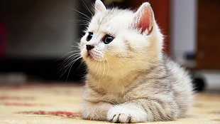 photo of white tabby kitten