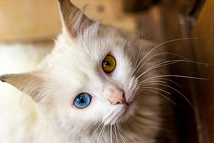white fur cat with brown and blue eyes
