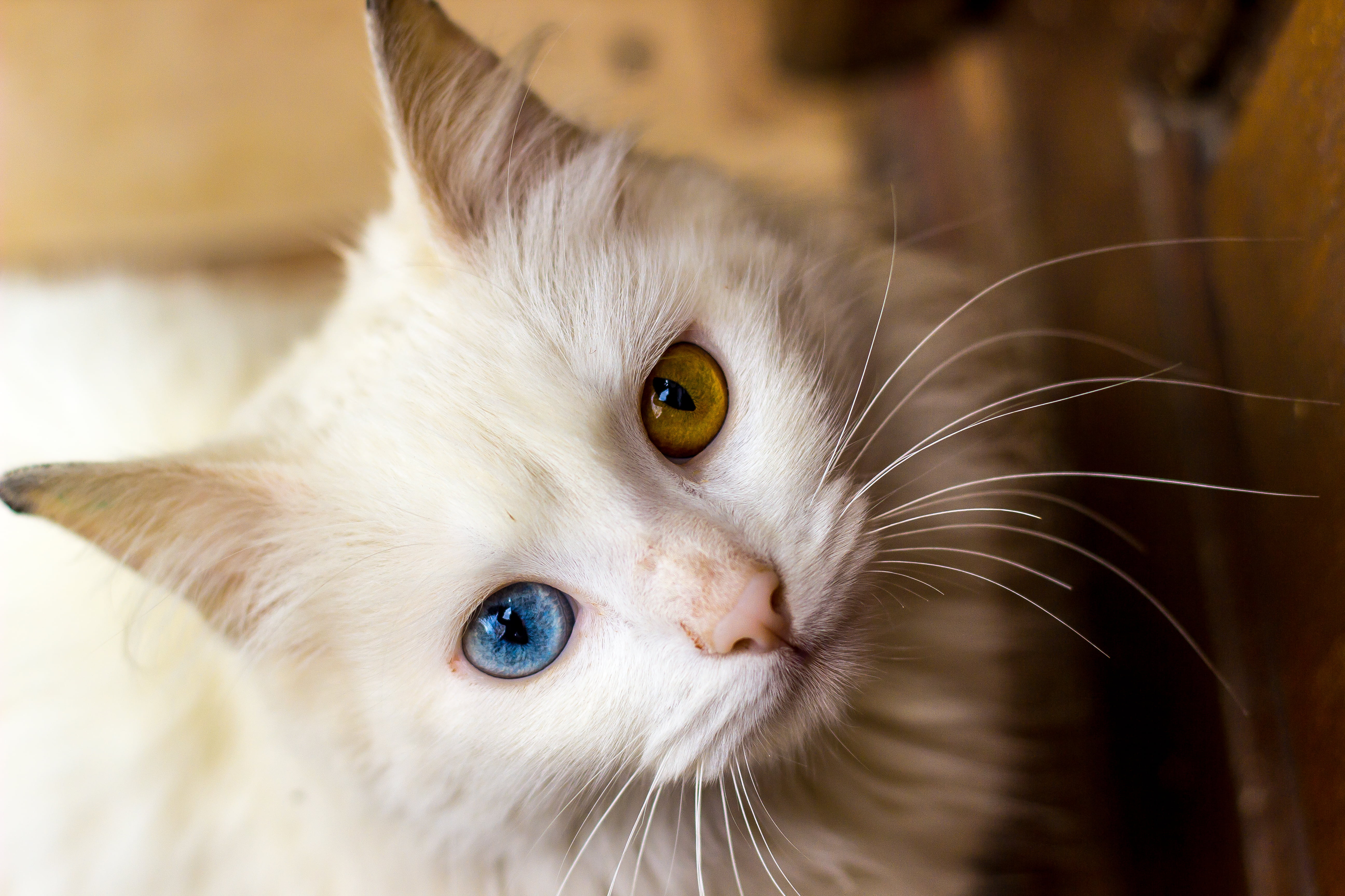 White Fur Cat With Brown And Blue Eyes Hd Wallpaper Wallpaper Flare