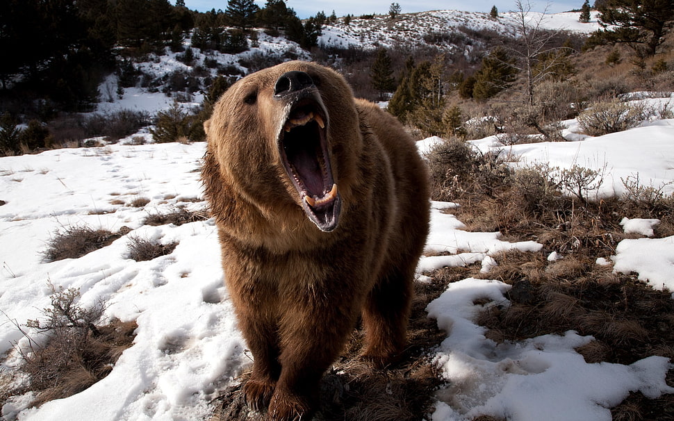 brown bear on snow HD wallpaper