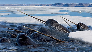 group of narwhals, animals, nature, wildlife, ice HD wallpaper