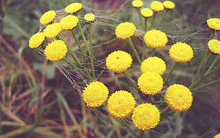 selective photograph of yellow petaled flowers